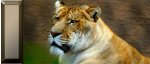 Lião + Tigre = Ligre Lião + Tigre = Ligre