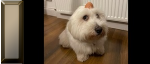 eggdog