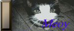 meow meow
