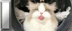 kitty kitty